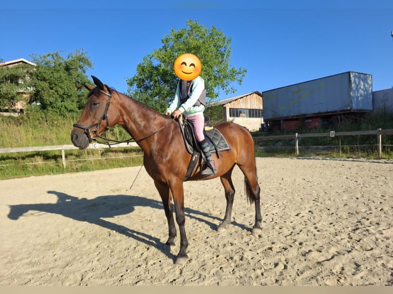 Plus de chevaux à sang chaud Croisé Jument 19 Ans 160 cm Bai in Lasberg