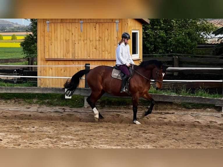 Plus de chevaux à sang chaud Jument 19 Ans 171 cm Bai in Vierkirchen