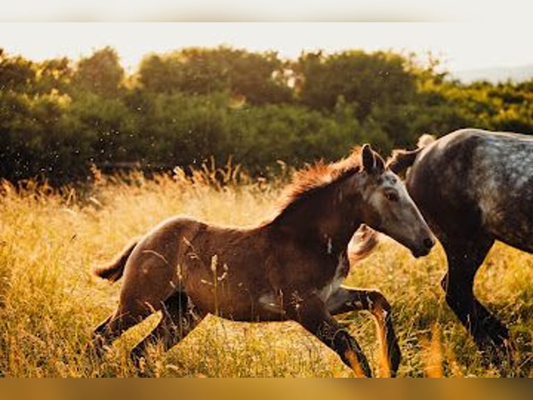 Plus de chevaux à sang chaud Jument 1 Année 120 cm Peut devenir gris in Bad Vöslau