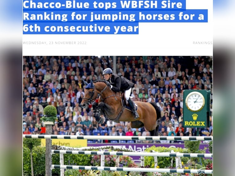 Plus de chevaux à sang chaud Croisé Jument 1 Année 125 cm Bai cerise in Ruse