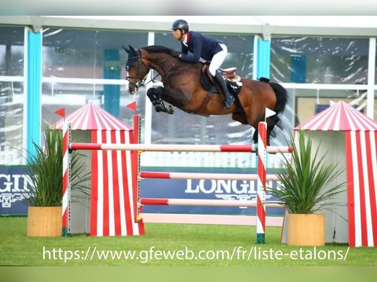 Plus de chevaux à sang chaud Croisé Jument 1 Année 125 cm Bai cerise in Ruse