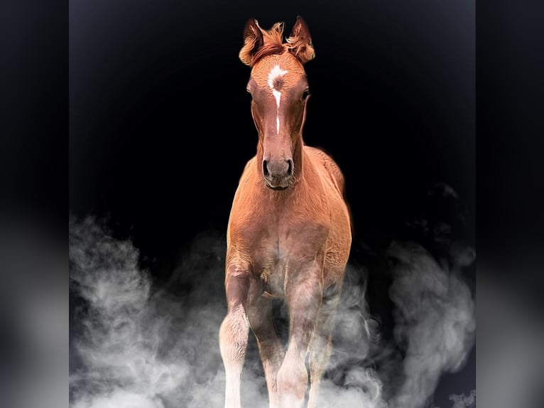 Plus de chevaux à sang chaud Croisé Jument 1 Année 135 cm Alezan in Friedrichroda