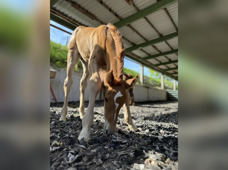 Plus de chevaux à sang chaud Croisé Jument 1 Année 135 cm Alezan in Friedrichroda