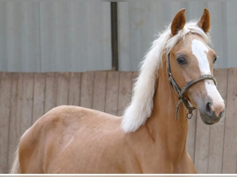 Plus de chevaux à sang chaud Jument 1 Année 150 cm Palomino in Borgentreich