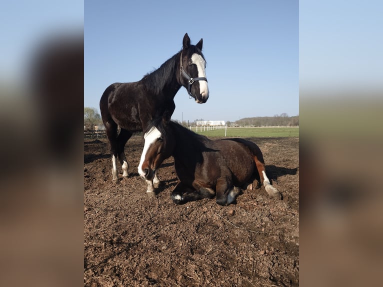 Plus de chevaux à sang chaud Croisé Jument 1 Année 158 cm Noir in Wolfsburg