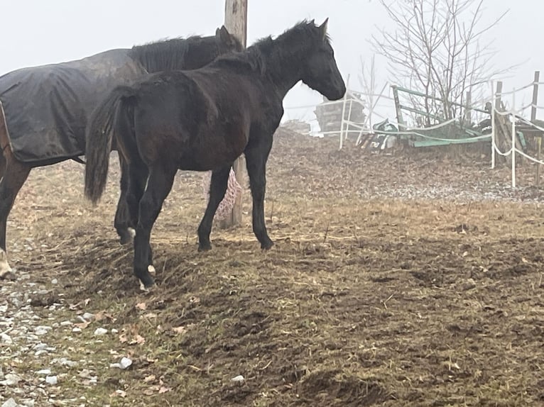 Plus de chevaux à sang chaud Croisé Jument 1 Année 165 cm Noir in Schweiggers