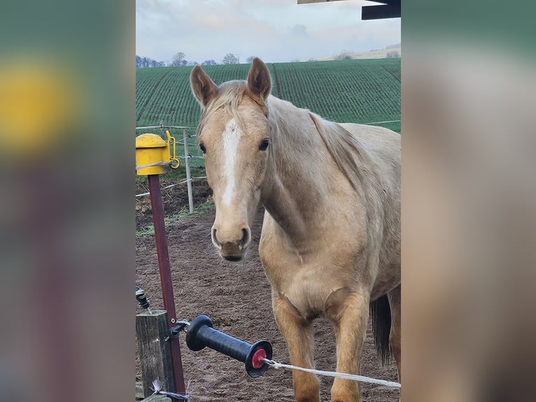 Plus de chevaux à sang chaud Jument 1 Année 165 cm Palomino in Bad Grund