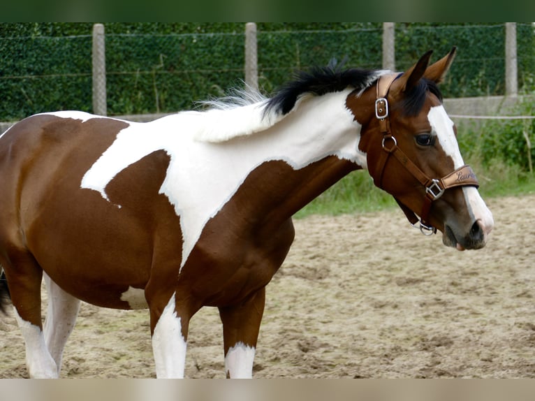 Plus de chevaux à sang chaud Jument 1 Année 166 cm Pinto in Borgentreich
