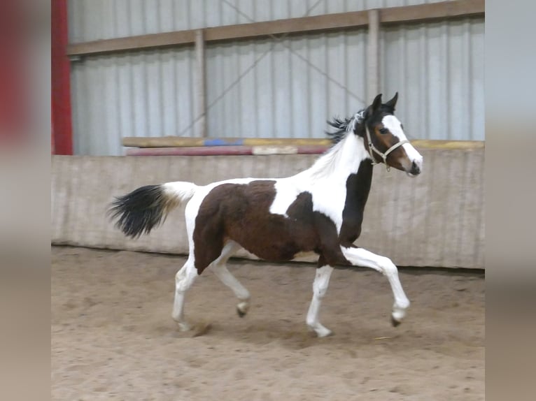Plus de chevaux à sang chaud Jument 1 Année 167 cm Pinto in Borgentreich