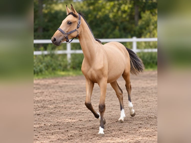Plus de chevaux à sang chaud Jument 1 Année 168 cm Buckskin in Borgentreich