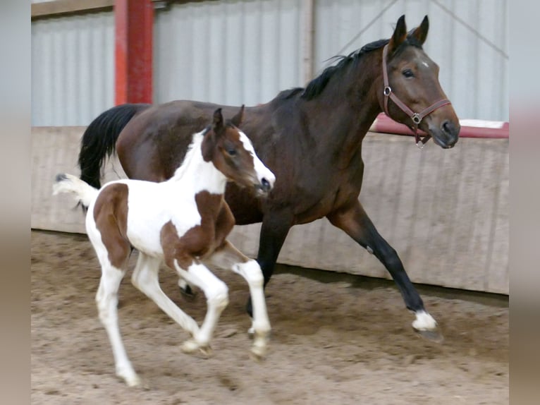 Plus de chevaux à sang chaud Jument 1 Année 168 cm Pinto in Borgentreich