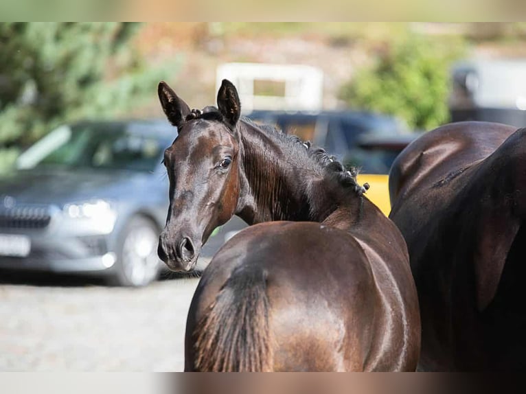 Plus de chevaux à sang chaud Jument 1 Année Bai brun in Bartoszyce