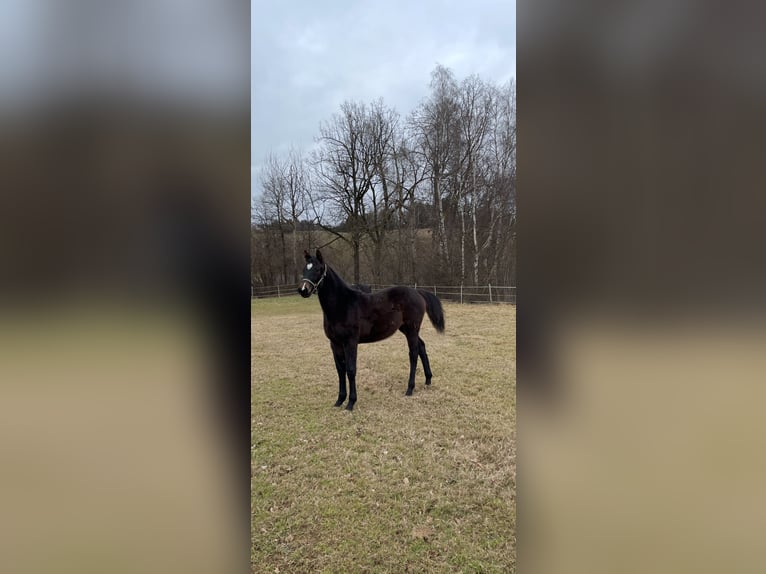 Plus de chevaux à sang chaud Jument 1 Année Bai brun in Puch