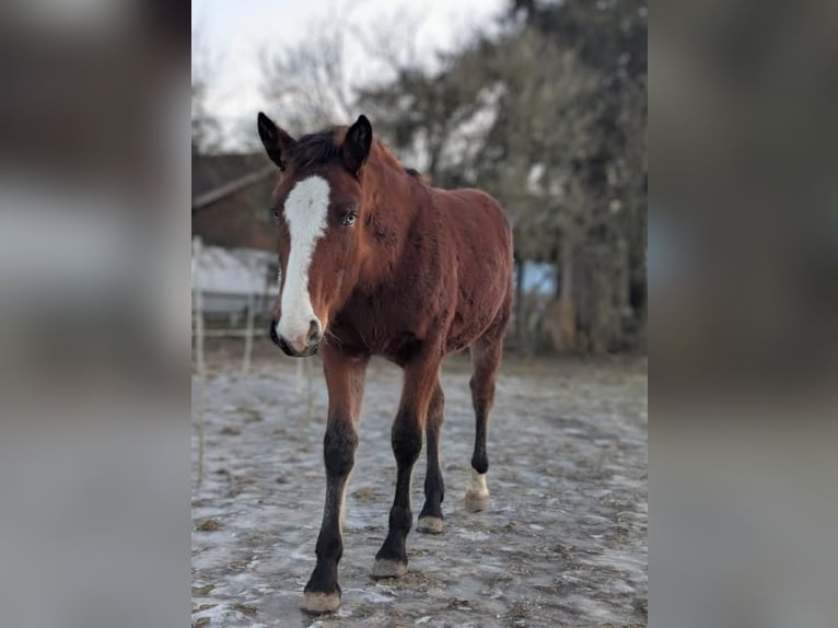 Plus de chevaux à sang chaud Croisé Jument 1 Année Bai in Bad Aibling