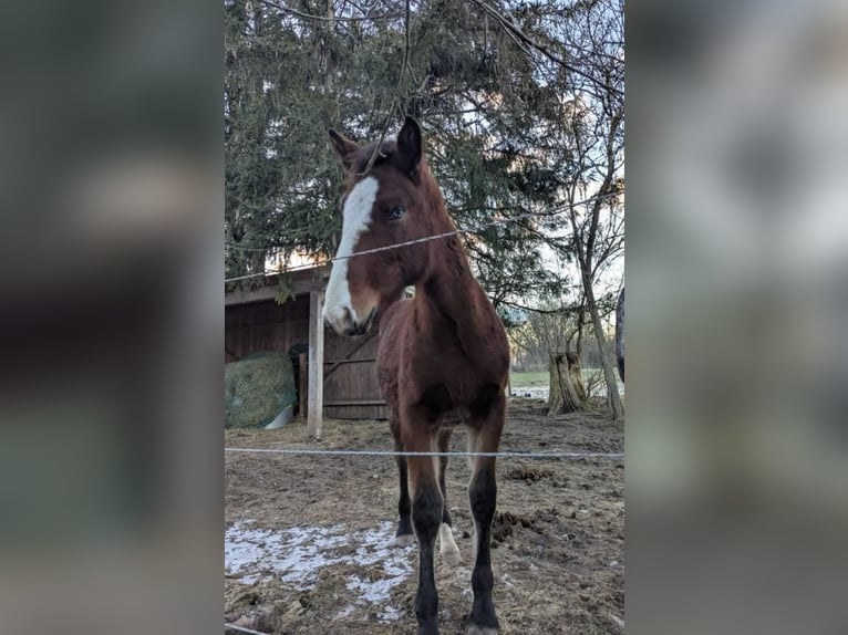 Plus de chevaux à sang chaud Croisé Jument 1 Année Bai in Bad Aibling