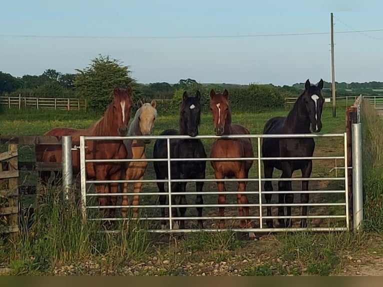 Plus de chevaux à sang chaud Jument 1 Année in Banbury