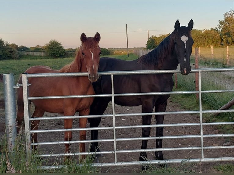 Plus de chevaux à sang chaud Jument 1 Année in Banbury