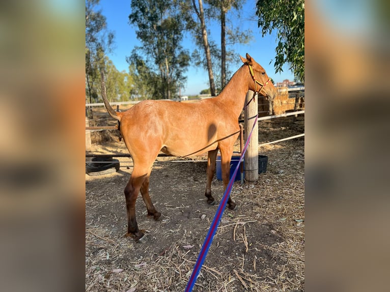 Plus de chevaux à sang chaud Jument 1 Année Rouan Rouge in Alcala Del Rio