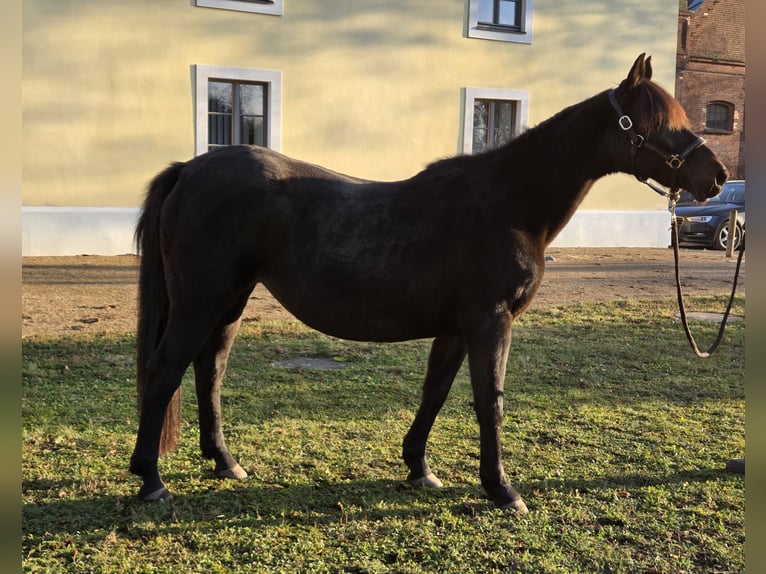 Plus de chevaux à sang chaud Croisé Jument 20 Ans 146 cm Bai brun foncé in Herzberg