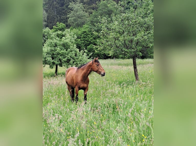 Plus de chevaux à sang chaud Croisé Jument 20 Ans 164 cm Bai in Nonnweiler