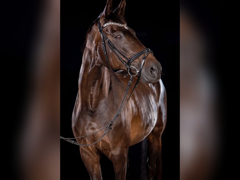 Plus de chevaux à sang chaud Jument 20 Ans 168 cm Bai brun foncé in Lindewitt