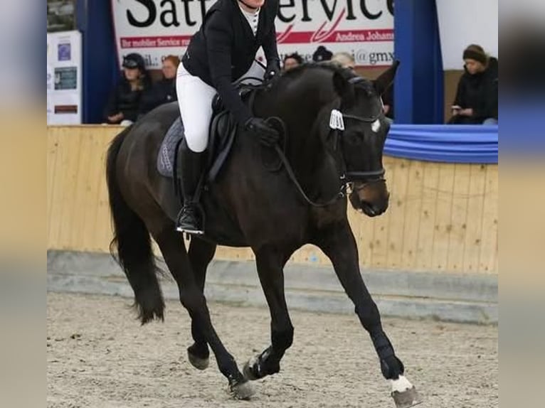 Plus de chevaux à sang chaud Jument 20 Ans 168 cm Bai brun foncé in Lindewitt