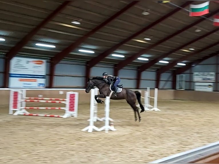 Plus de chevaux à sang chaud Jument 20 Ans 168 cm Bai brun foncé in Lindewitt