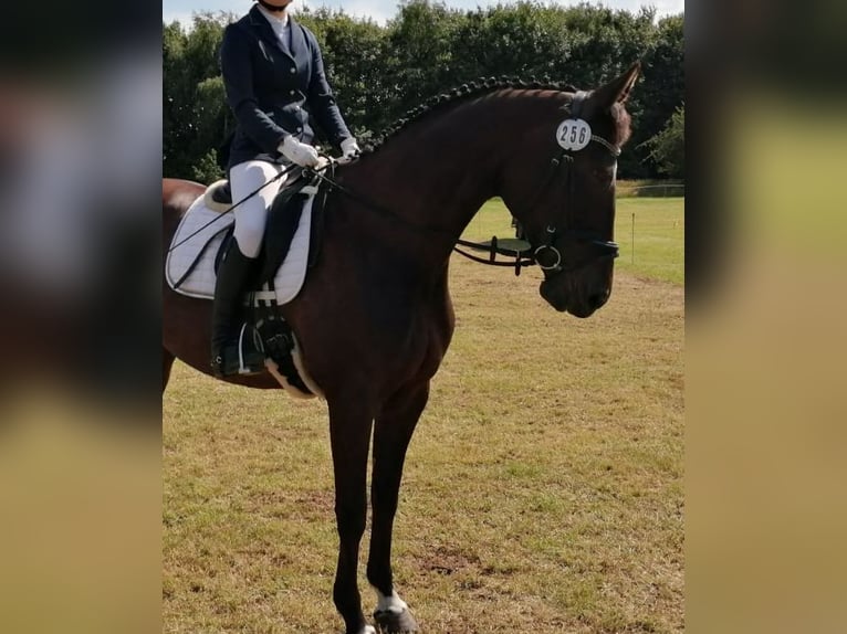 Plus de chevaux à sang chaud Jument 20 Ans 168 cm Bai brun foncé in Lindewitt