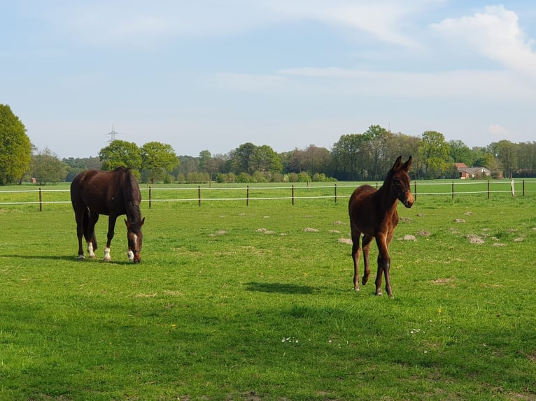 Plus de chevaux à sang chaud Jument 20 Ans 170 cm Alezan brûlé in Steinhagen