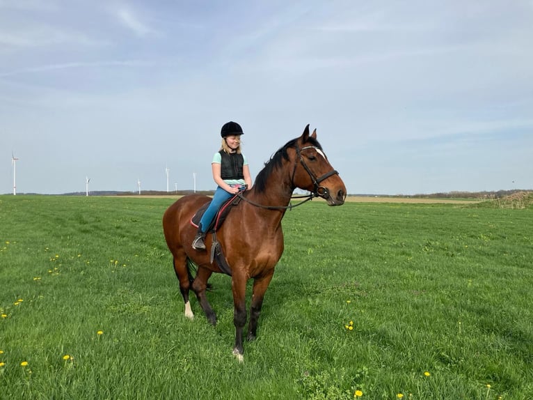 Plus de chevaux à sang chaud Jument 20 Ans 171 cm Bai in Vierkirchen