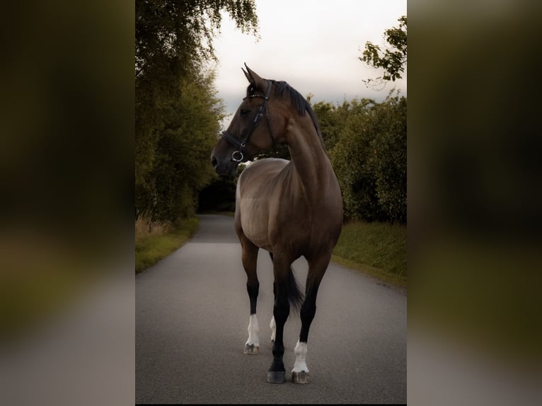Plus de chevaux à sang chaud Jument 21 Ans 171 cm Bai in Nortorf