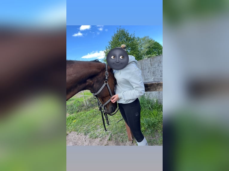 Plus de chevaux à sang chaud Jument 21 Ans 171 cm Bai in Nortorf