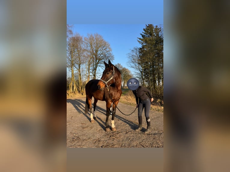 Plus de chevaux à sang chaud Jument 21 Ans 171 cm Bai in Nortorf