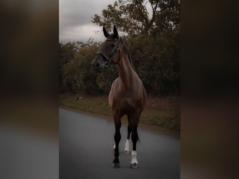 Plus de chevaux à sang chaud Jument 21 Ans 171 cm Bai in Nortorf