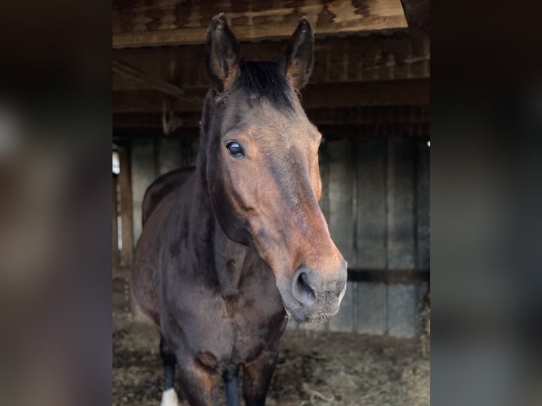Plus de chevaux à sang chaud Jument 21 Ans 171 cm Bai in Nortorf