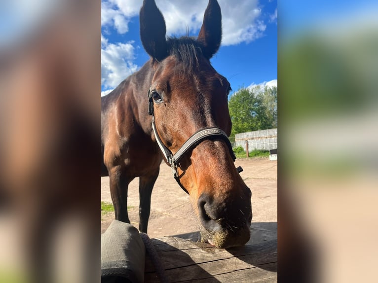Plus de chevaux à sang chaud Jument 21 Ans 171 cm Bai in Nortorf