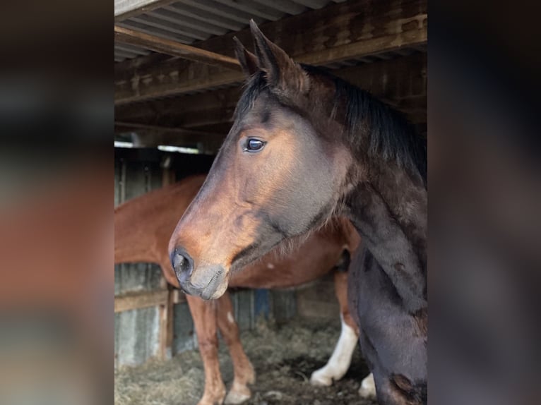Plus de chevaux à sang chaud Jument 21 Ans 171 cm Bai in Nortorf