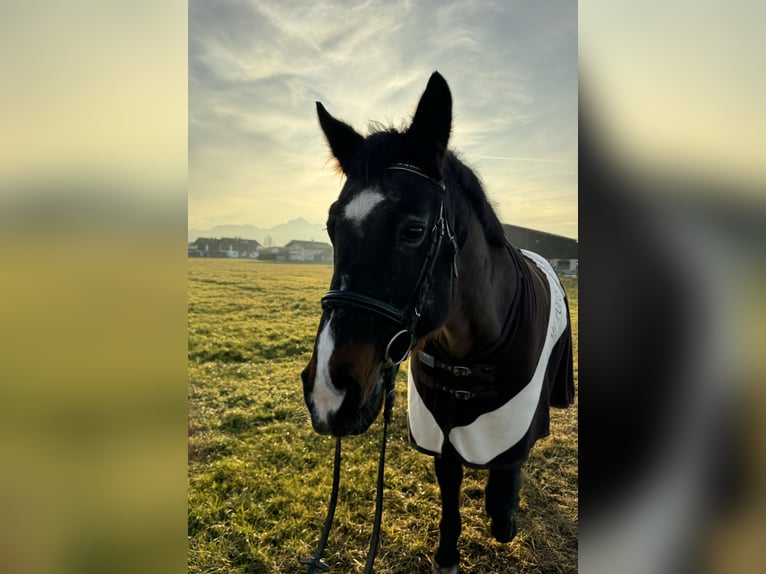 Plus de chevaux à sang chaud Jument 22 Ans 160 cm Bai brun in Freilassing