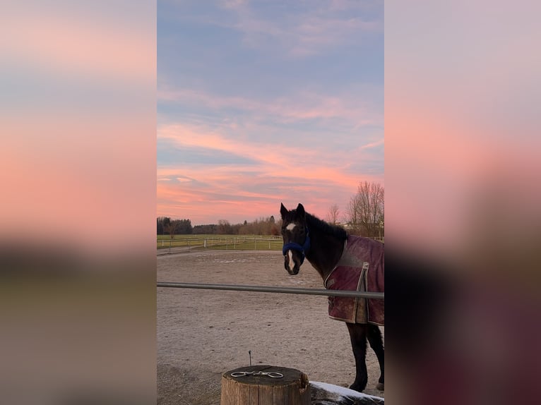 Plus de chevaux à sang chaud Jument 22 Ans 160 cm Bai brun in Freilassing