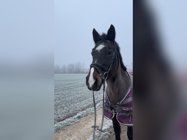 Plus de chevaux à sang chaud Jument 22 Ans 160 cm Bai brun in Freilassing