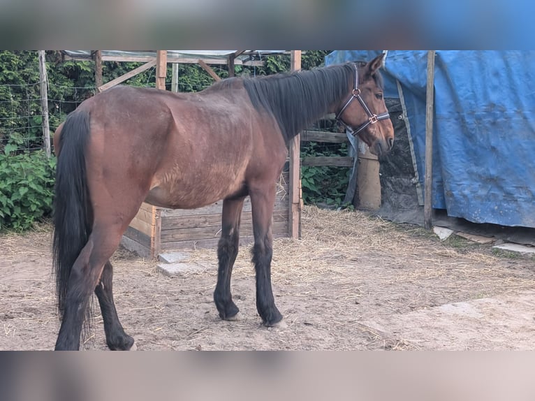 Plus de chevaux à sang chaud Jument 23 Ans 150 cm Bai in Alfter