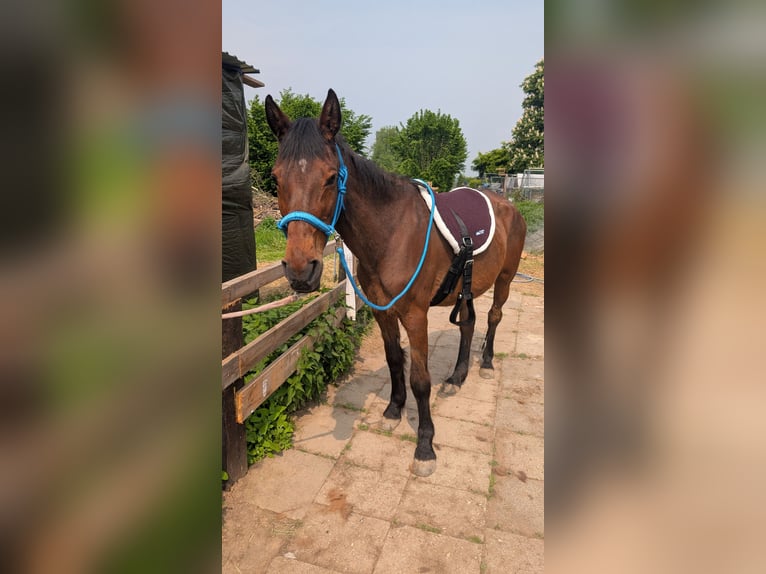 Plus de chevaux à sang chaud Jument 23 Ans 150 cm Bai in Alfter