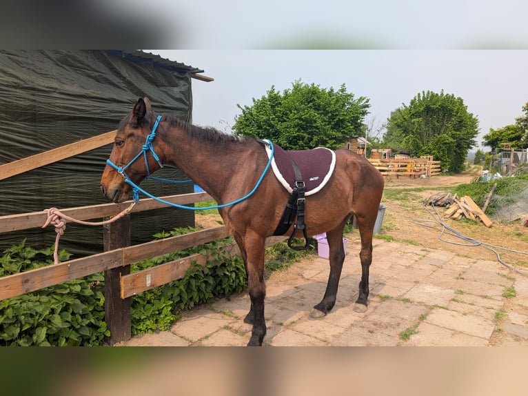 Plus de chevaux à sang chaud Jument 23 Ans 150 cm Bai in Alfter
