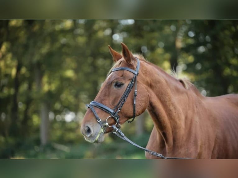 Plus de chevaux à sang chaud Jument 23 Ans 172 cm Alezan in Haltern am See