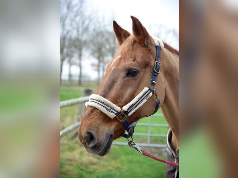 Plus de chevaux à sang chaud Jument 23 Ans 172 cm Alezan in Haltern am See