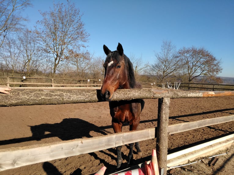 Plus de chevaux à sang chaud Croisé Jument 24 Ans 163 cm Bai in Thedinghausen