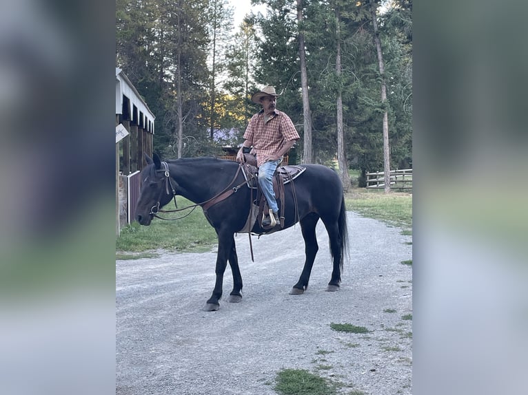 Plus de chevaux à sang chaud Croisé Jument 28 Ans 163 cm Bai brun in Trego