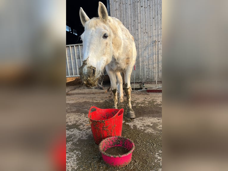 Plus de chevaux à sang chaud Jument 29 Ans 158 cm Gris in Aichtal