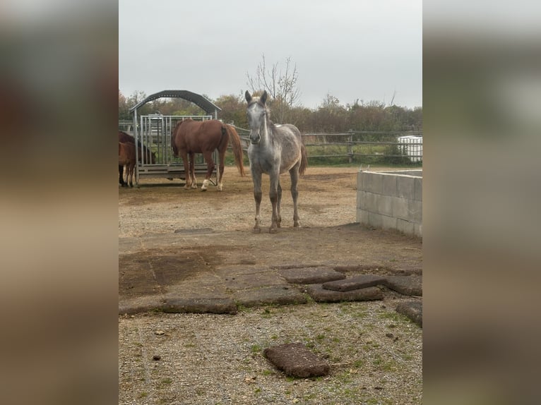 Plus de chevaux à sang chaud Jument 2 Ans 142 cm Peut devenir gris in Bad Vöslau