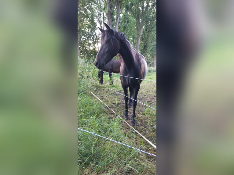 Plus de chevaux à sang chaud Croisé Jument 2 Ans 150 cm Bai brun foncé in Veendam